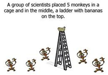 wet monkeys