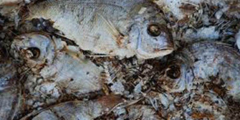 SARGE: Rotting Fish