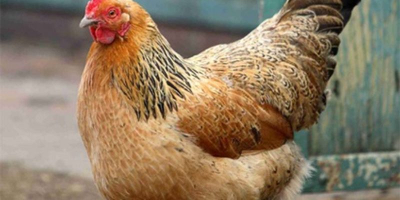 Lawmakers Debate……Chicken Boxing