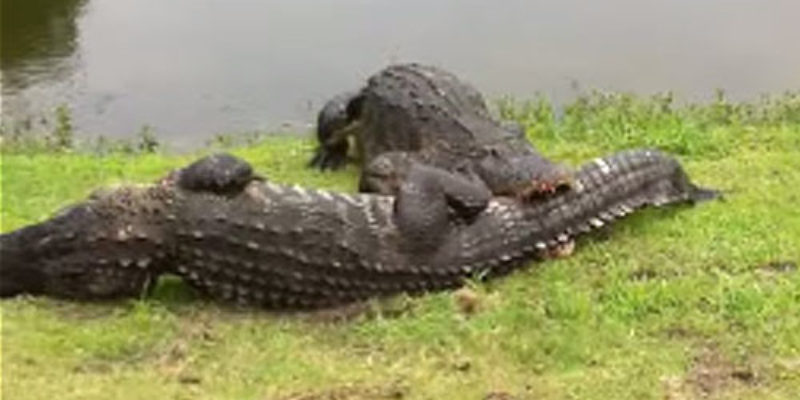 Y’all Wanna See Two Alligators Fighting On A Golf Course?