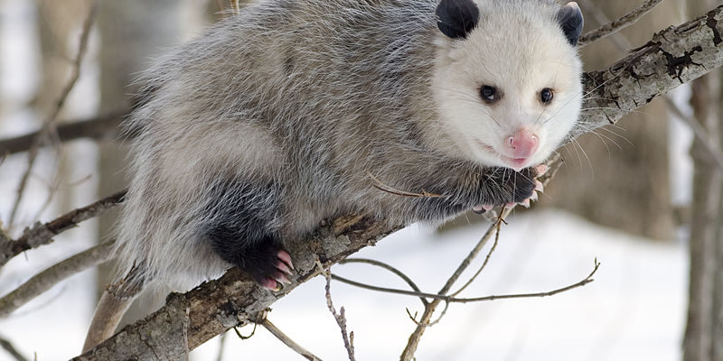 GATES: The $69,000 opossum