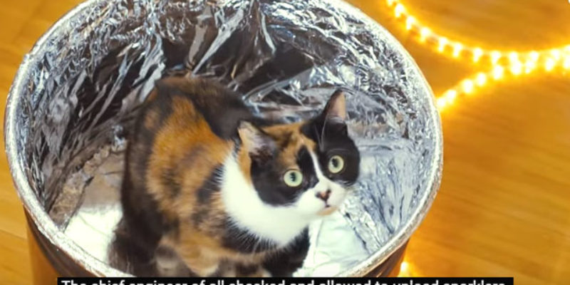 VIDEO: 10,000 Sparklers, And A Cat