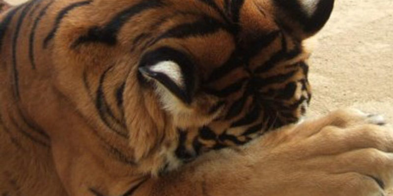 PETA Wants LSU To Stop Using Live Tiger Mascots. Here’s Why PETA Should Go Pound Sand