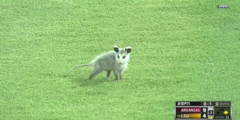 And Now, The Rally Possum Has A Song About Him