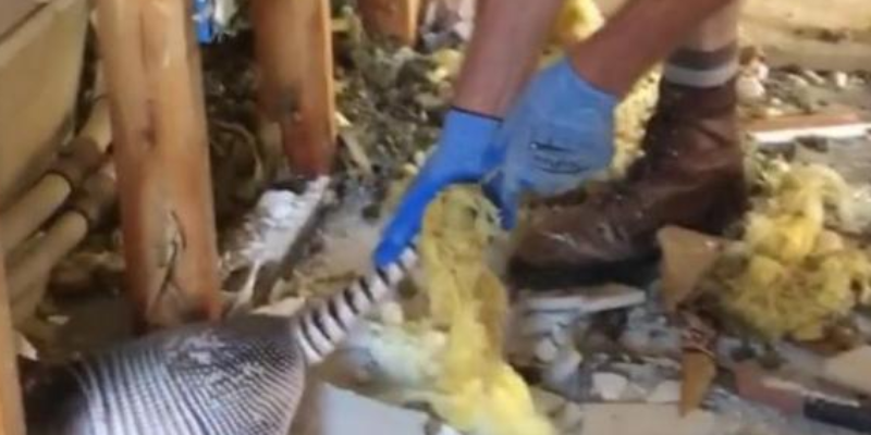 VIDEO: Watch As St. Amant Man Removes Armadillo From Walls After Louisiana Flooding