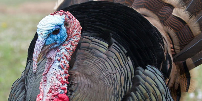 CROUERE: Three GOP Sore Losers Share “Ringside Politics Turkey Of The Year” Honors