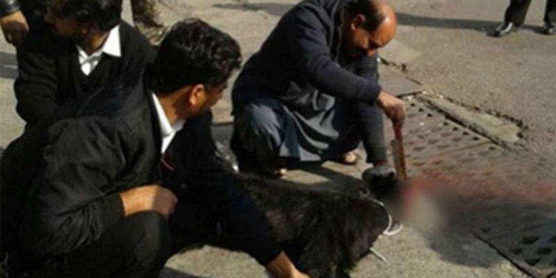 WAIT, WHAT? Pakistani Airline Safety Improvement Efforts Include Sacrificing A Goat On The Tarmac