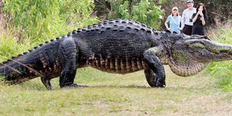 VIDEO: Here’s One Fat Ol’ Gator