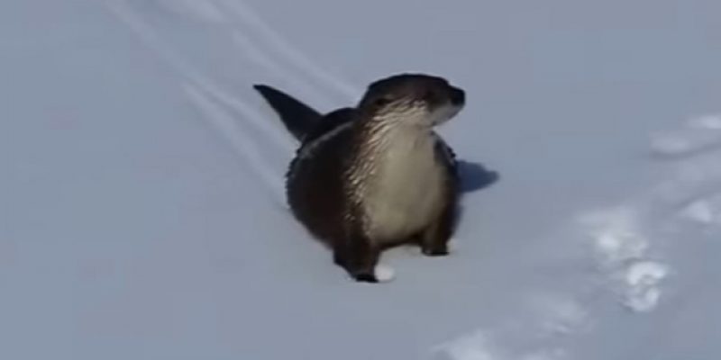 If Y’all Haven’t Seen The Yellowstone Snow-Slidin’ River Otter Video, Catch It Here