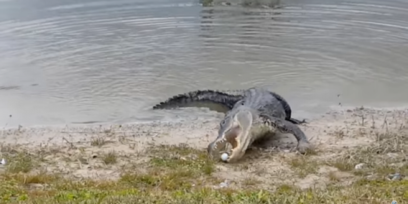 VIDEO: Alligator Steals Golfer’s Ball Before Going Back Into The Water