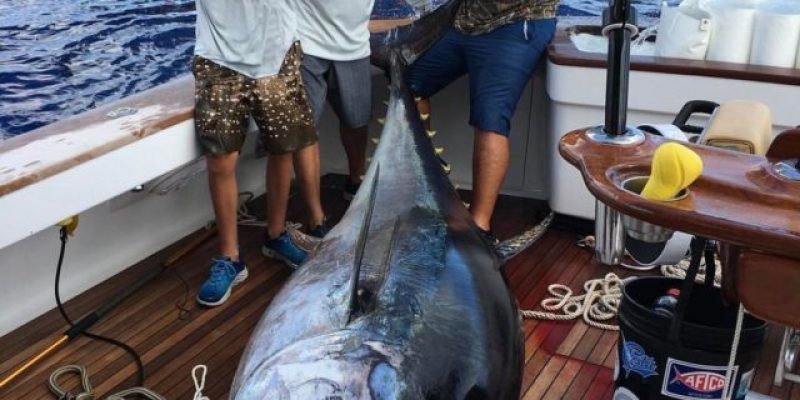 Check Out This 835 Pound Bluefin Tuna Caught By A Teen Off Louisiana’s Coast