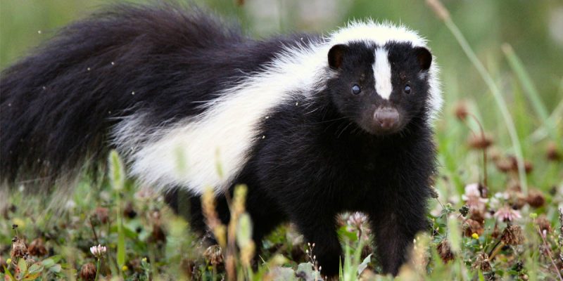 BREAKING: The Skunk And Alan Seabaugh