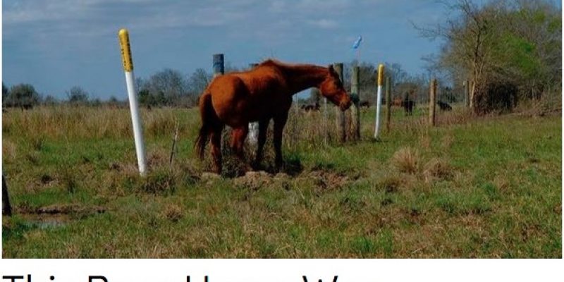 Care2 Petition Demands ETP Be Charged with Animal Cruelty, Uses Photo of Horse not even on ETP Property