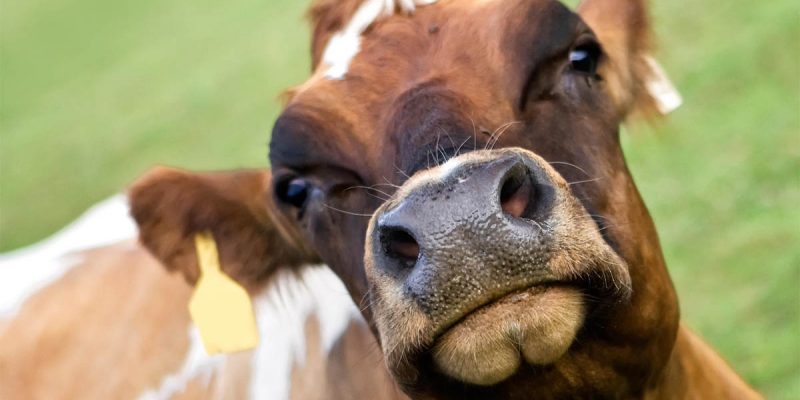 There Is A Perfectly Rational Reason Why 10 Louisiana Senators Voted Against The Bill Making Bestiality Illegal…