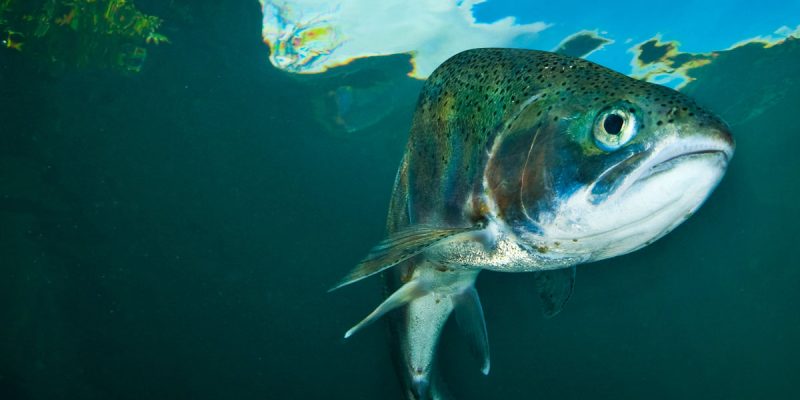 APPEL: Liberals, Conservatives And Giving A Man A Fish