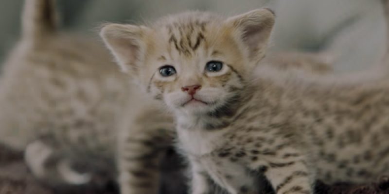 2 Chainz plays with $165,000 kittens [video]