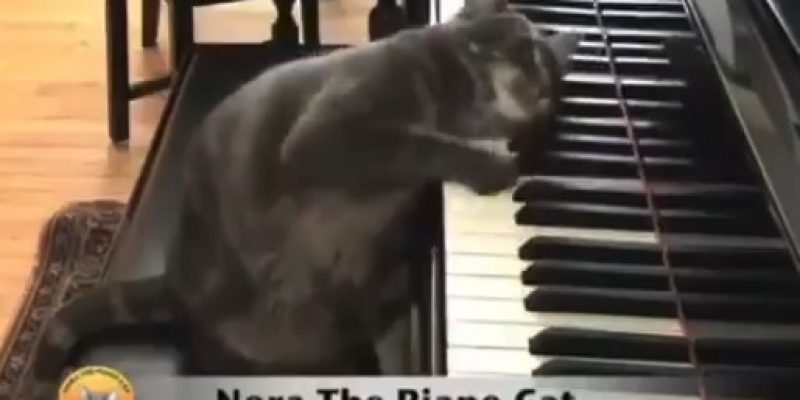 Must watch: Practice makes Purr-fect [video]