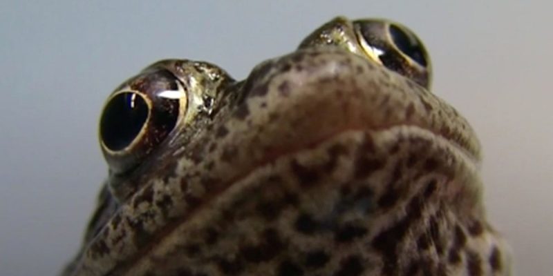 The Supreme Court Just Sided With Humans In St. Tammany Parish Over A Frog Who Doesn’t Live There