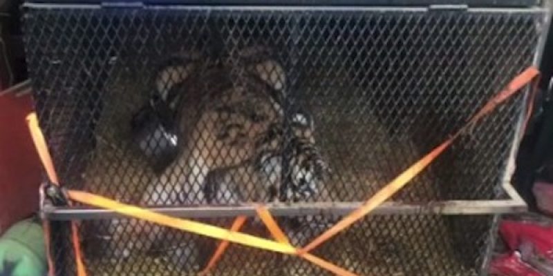 And in Houston… someone kept a TIGER in a cage in their garage [video]