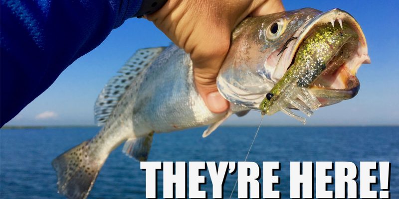 MARSH MAN MASSON: Gobs Of Speckled Trout In Sight Of Mississippi River!