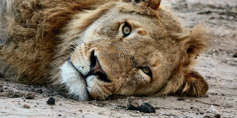 CECIL Act Passes House Committee (Endangering African Animals Like Cecil the Lion)