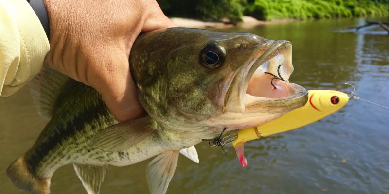 MARSH MAN MASSON: Furious Bass Explosions On This Public River
