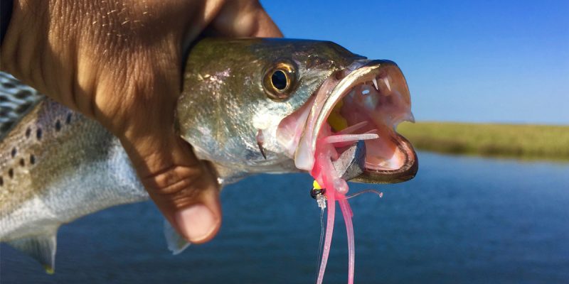 MARSH MAN MASSON: Oh Yeah! Speckled Trout Show Up In Inside Waters