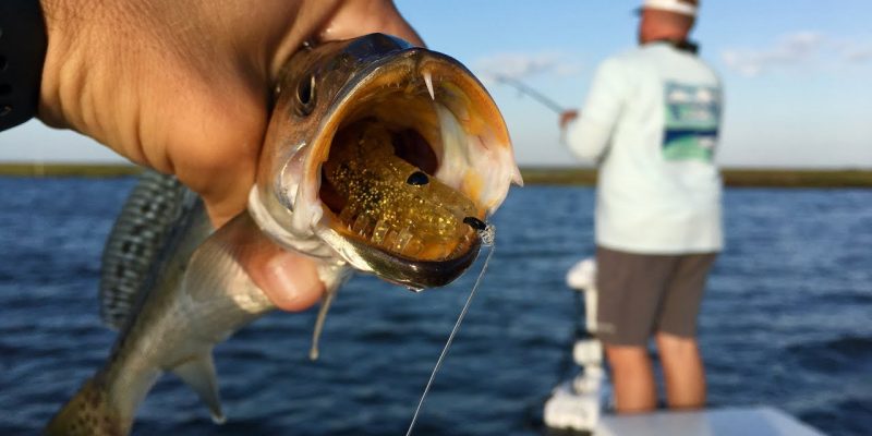 MARSH MAN MASSON: Speckled Trout Fishing Is Getting Really Good!