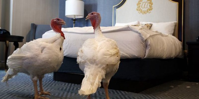 Trump’s turkeys Bread and Butter spend a few days at the Willard Hotel ahead of Thanksgiving [videos]