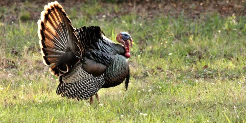 CROUERE: Who’s The Turkey Of The Year? Why, Adam Schiff, Of Course