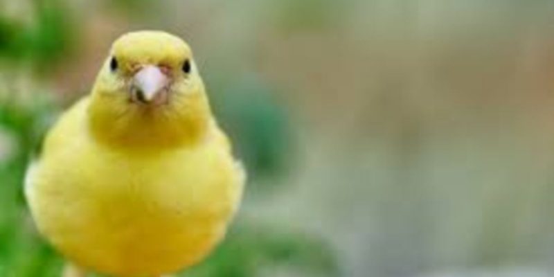 APPEL: A Canary Dies In New Orleans’ Economic Mine