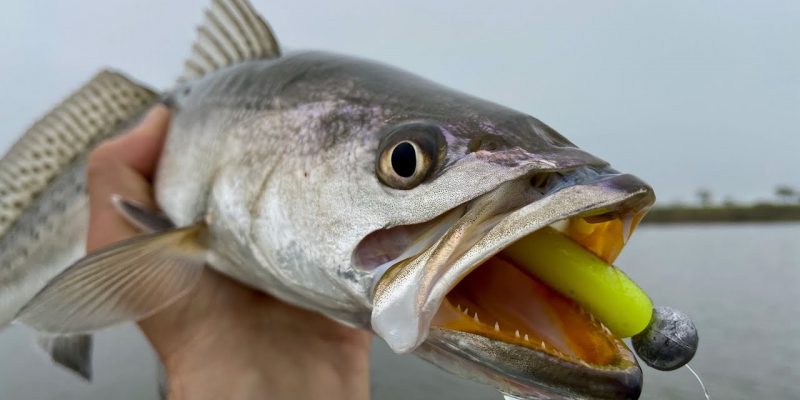 MARSH MAN MASSON: The Best Way To Catch Speckled Trout Right Now!