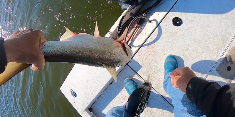 MARSH MAN MASSON: HUGE Fish Jumps In Our Boat — Literally!