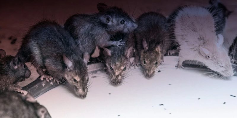 JBE’s New Website Seeks To Build A Confederacy Of Rats