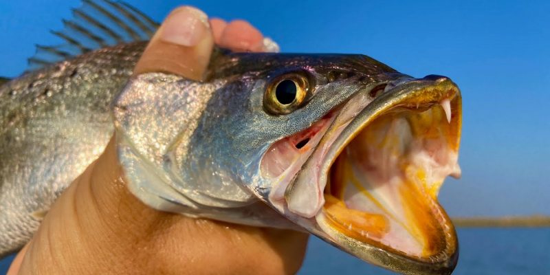 MARSH MAN MASSON: The One Dead Giveaway For GREAT Speckled Trout Action