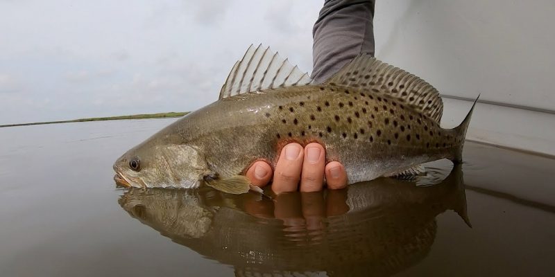 MARSH MAN MASSON: Venturing Into Marsh To Catch Speckled Trout NONSTOP!