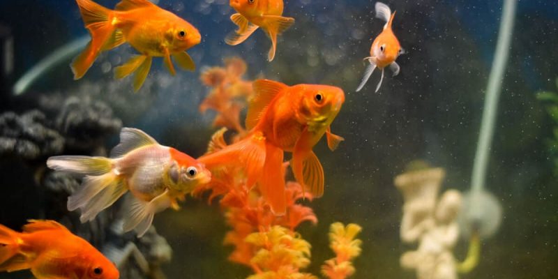 APPEL: The Goldfish Theory Of America