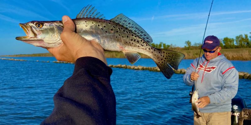 MARSH MAN MASSON: Community Hole Comes Through With SPECKLED TROUT!