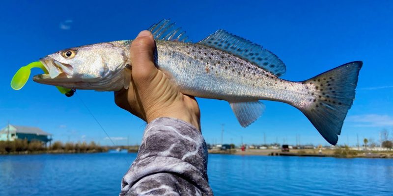 MARSH MAN MASSON: LOTS Of Speckled Trout Within Sight Of Marina!
