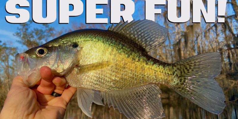 MARSH MAN MASSON: This Pattern Is Red-Hot For Catching Crappie!