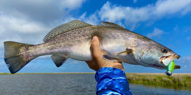 MARSH MAN MASSON: BIG Speckled Trout In Deep Holes!