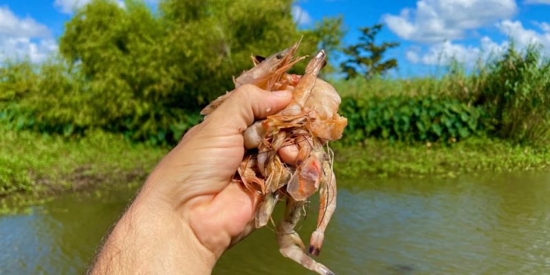 MARSH MAN MASSON: We WHACKED The Fish Because Of THIS!