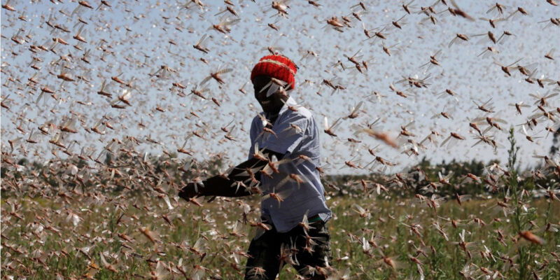 SADOW: It Isn’t A Plague Of Locusts That Haunts Louisiana, But Pessimism