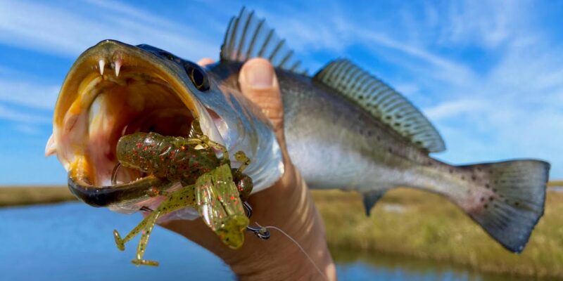 MARSH MAN MASSON: I Found My New Favorite Trout Bait!