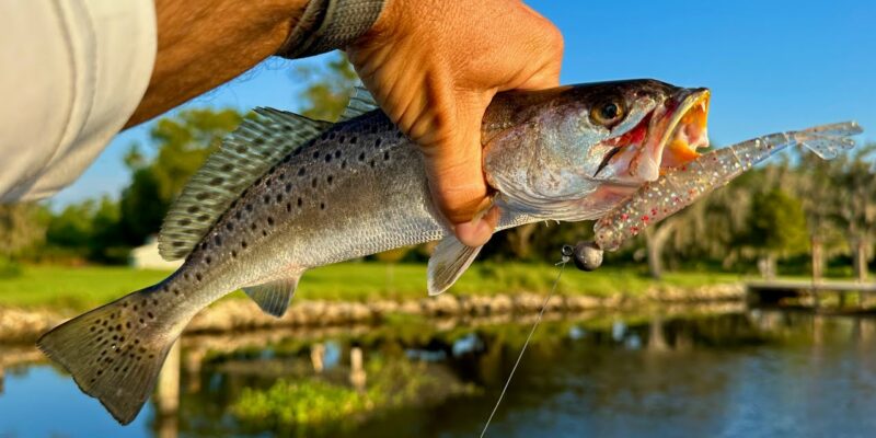 MARSH MAN MASSON: Inshore Trout Haul Shows Fall Is Here!