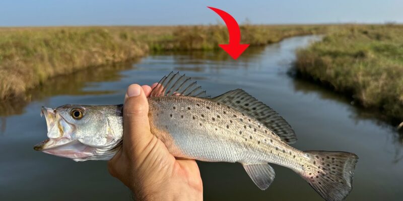 MARSH MAN MASSON: Ditches Like This LOADED With Speckled Trout!