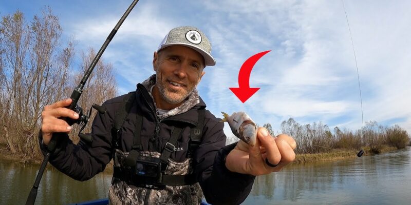 MARSH MAN MASSON: We Threw Dead Bait To Load The Boat!