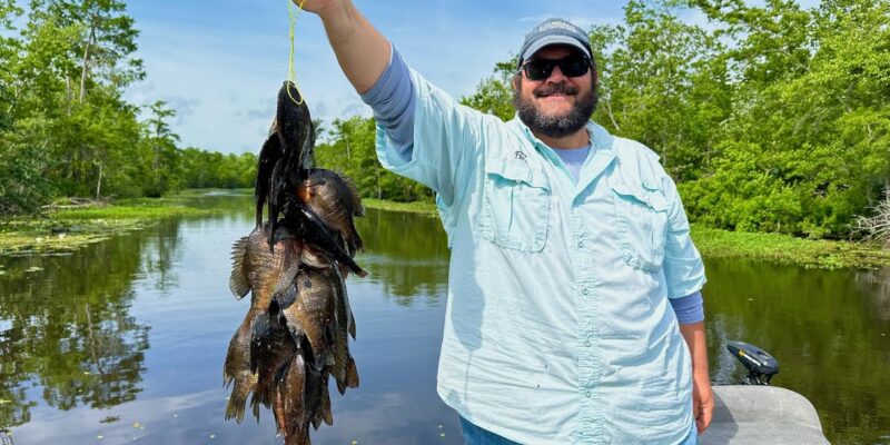 MARSH MAN MASSON: Whacking BIG Bluegill in Louisiana Swamp!
