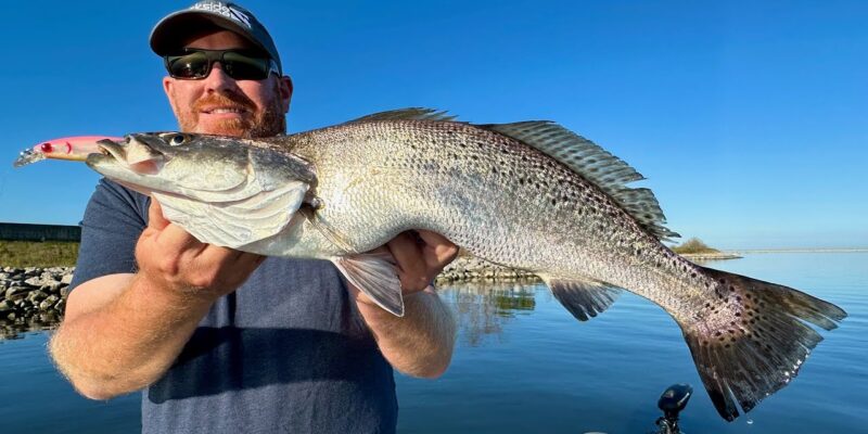 MARSH MAN MASSON: MONSTER Speckled Trout in this Community Hole!