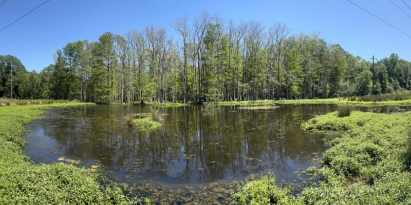 Lawsuit filed to halt carbon capture pipeline in Maurepas swamp